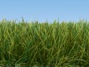 Noch 07099 Dark Green Wild Grass XL 12mm (80g)