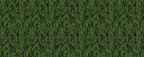Heki 1552 Dark Green Foliage
