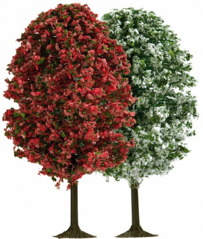 Ho/tt Two 70mm Blooming Trees