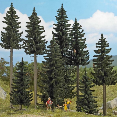 Spruce Forest